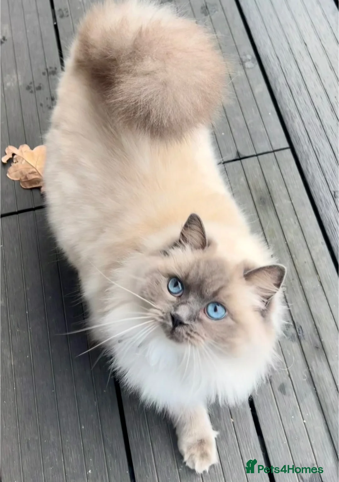 Ragdoll cats for sale: 2 Beautiful Ragdoll/British Short Hair kittens - Advert 1