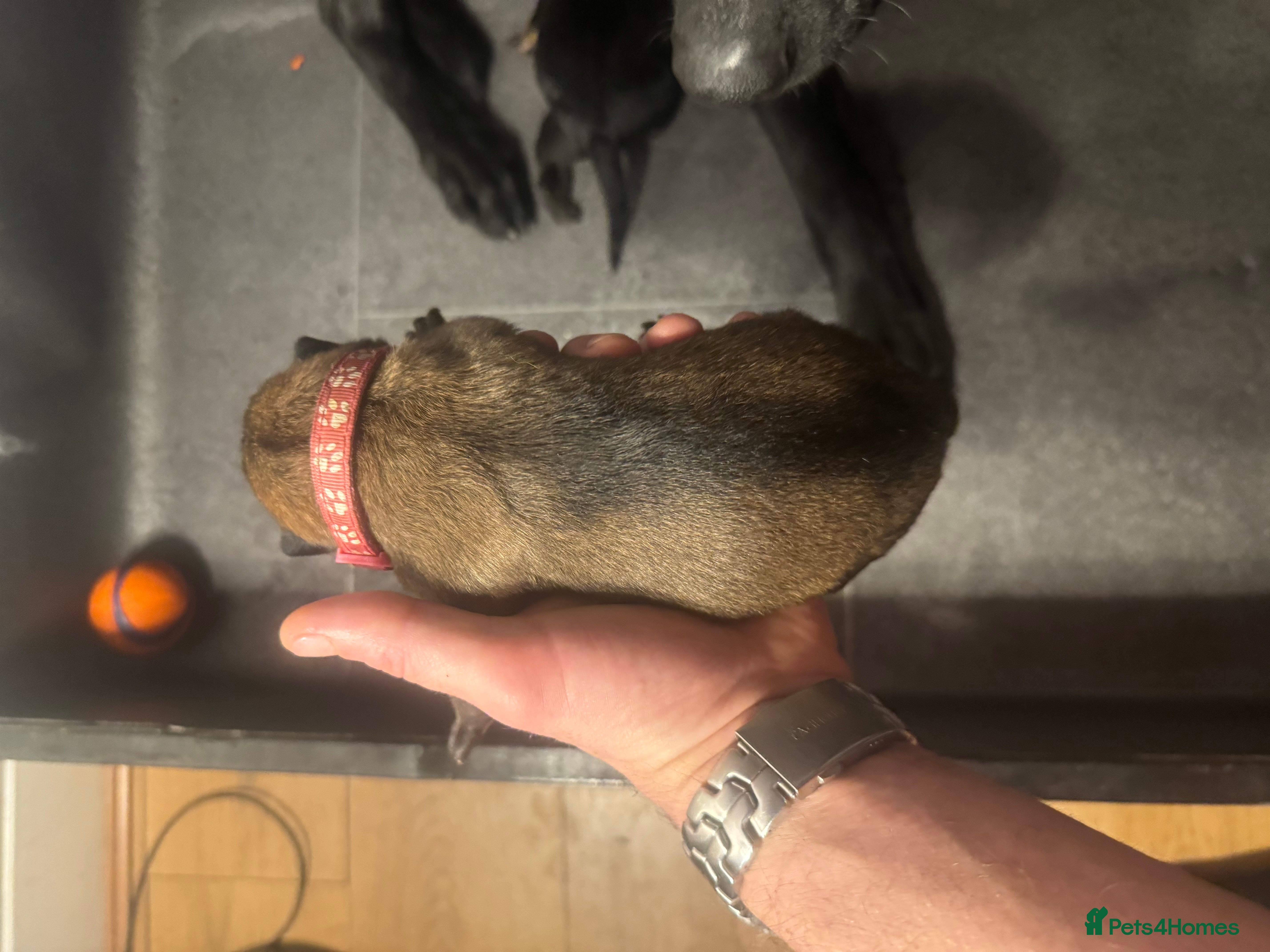 Belgian Shepherd Dog dogs 11/10 Belgian Mallinois PUPS - Advert 2