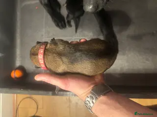 Belgian Shepherd Dog dogs 11/10 Belgian Mallinois PUPS - Advert 2