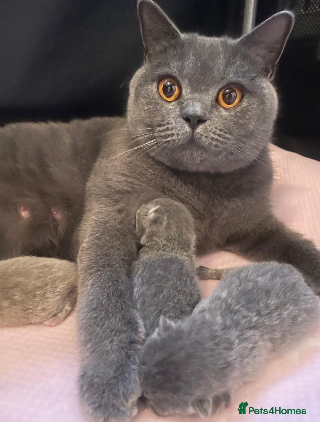 British Shorthair cats for sale: Beautiful, chunky, British shorthair kittens  - Advert 13