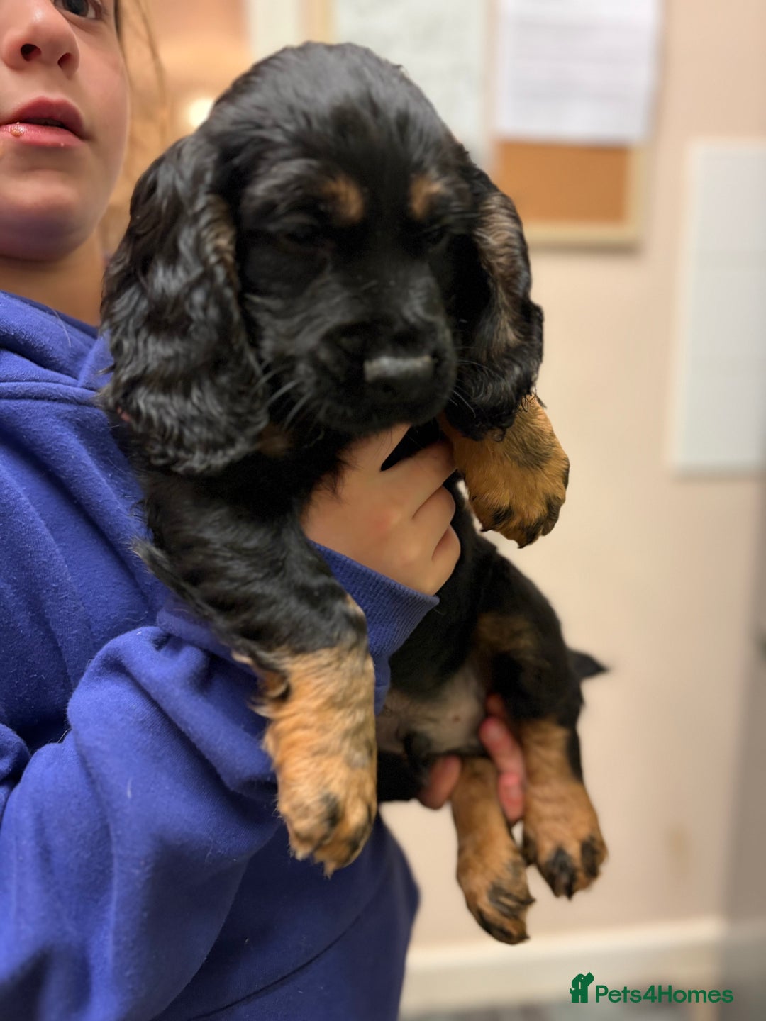 Cocker Spaniel dogs for sale: Beautiful kc registered working cocker spaniels - Advert 16