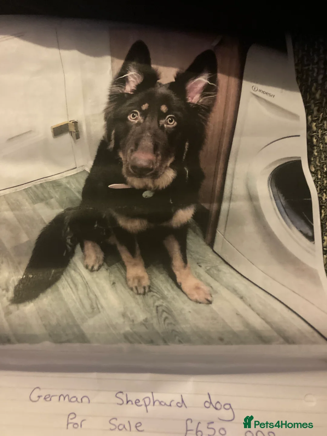 German Shepherd dogs for sale: Queenie  - Advert 2