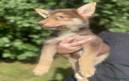Mixed Breed dogs for sale: German Shepherd cross Malamute Puppies Ready Now  - Image 9