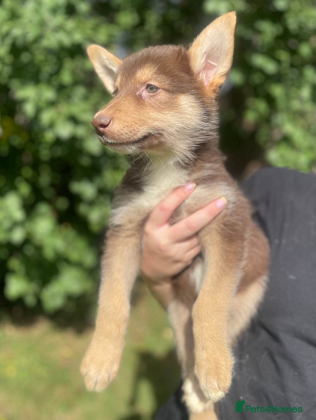 Mixed Breed dogs for sale: German Shepherd cross Malamute Puppies Ready Now  - Image 9