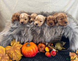 Cocker Spaniel dogs - Advert 4