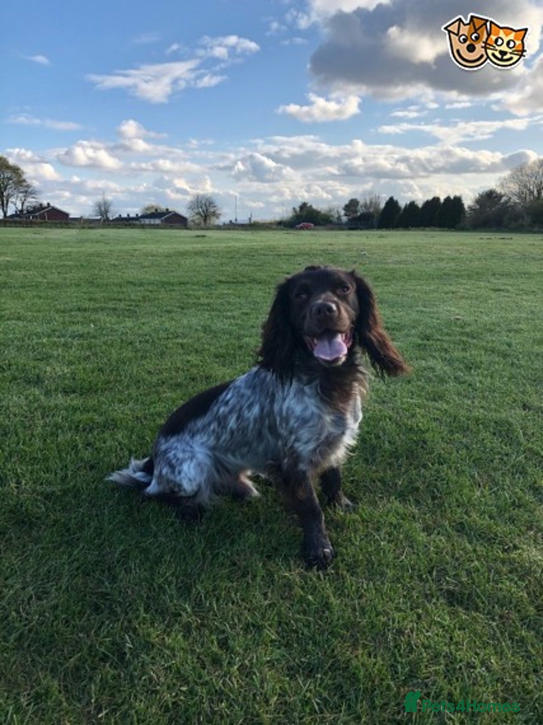Cocker Spaniel dogs for stud: 🔥🔥AT STUD COCKER SPANIEL ROAN🔥🔥 in Newcastle upon Tyne - Advert 2