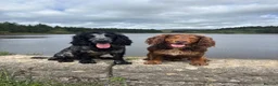 Cocker Spaniel dogs for stud: Cocker Spaniel stud  - Advert 3