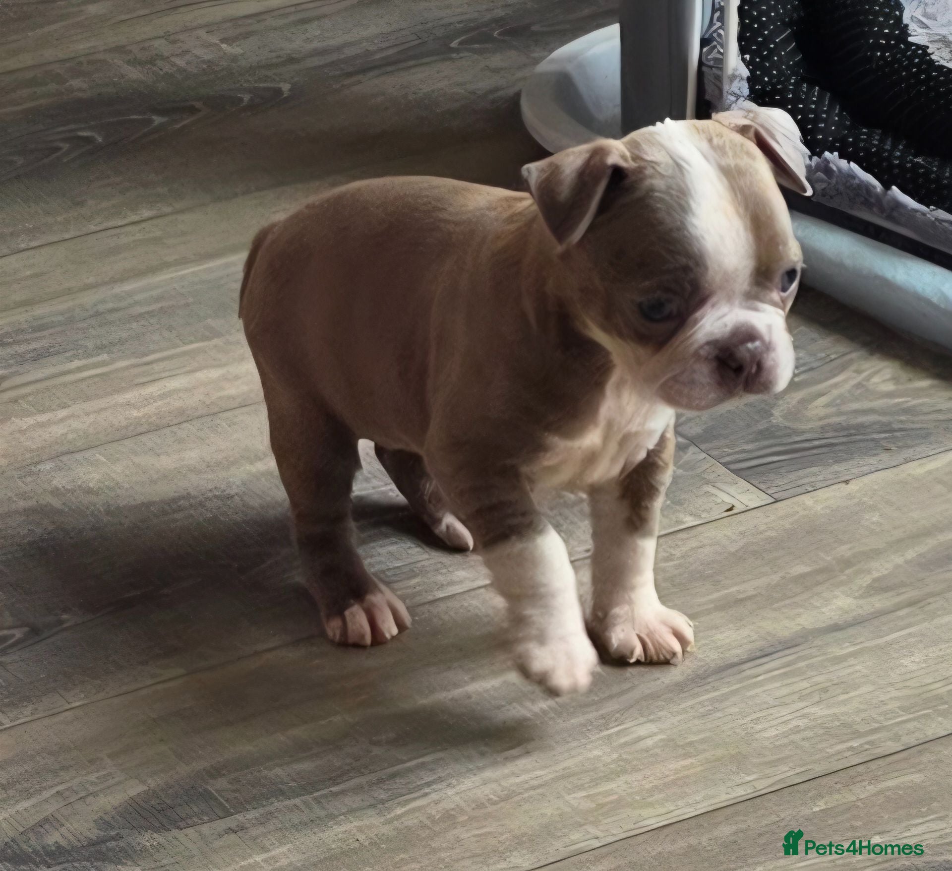 Boston Terrier dogs Stunning KC registered Boston Terrier puppies - Advert 1