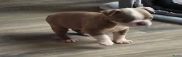 Boston Terrier dogs for sale: Ready now Stunning KC Boston Terrier puppies - Advert 14