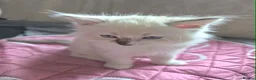 Ragdoll cats for sale:  Ragdoll Kittens –  - Advert 4