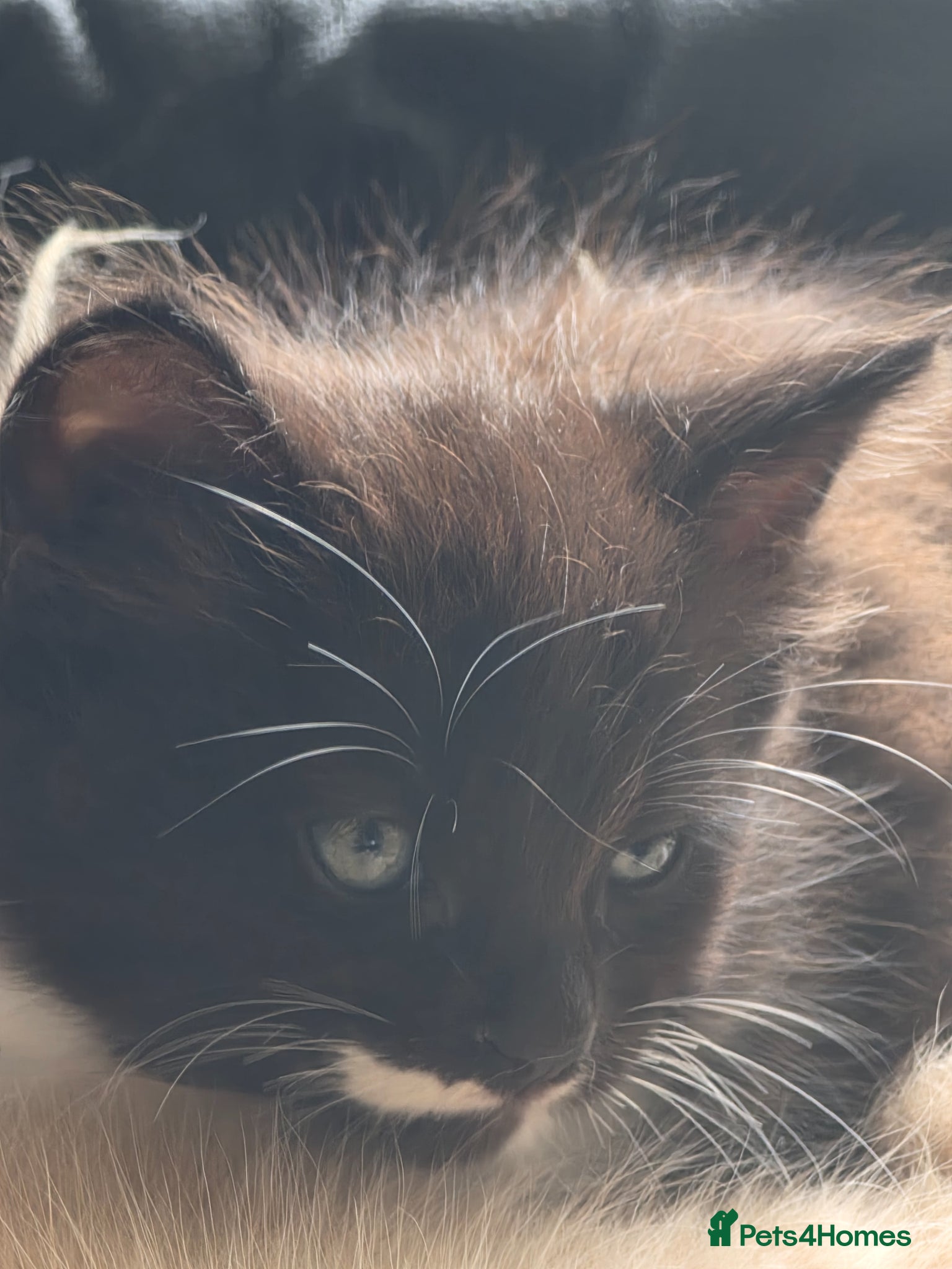 Mixed Breed cats for sale: For sale  - Advert 3