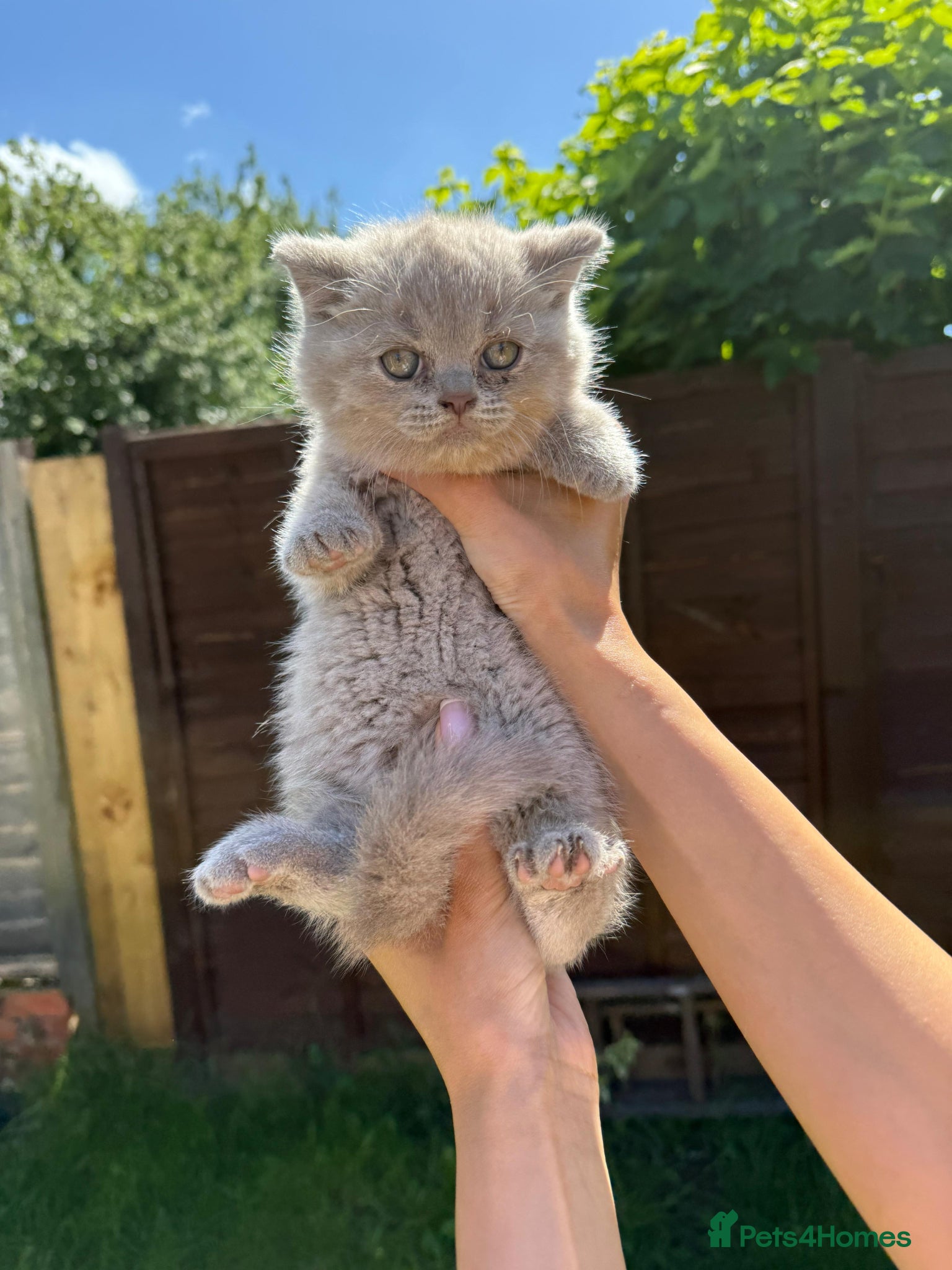 British Shorthair cats Beautiful chunky British shorthaired kittens  - Advert 17
