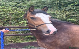 American Quarter horses for sale: Freddie a legend in the making  - Image 2