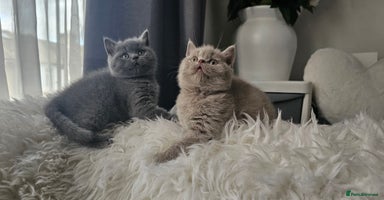Scottish Fold cats - Advert 16
