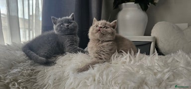 Scottish Fold cats - Advert 16