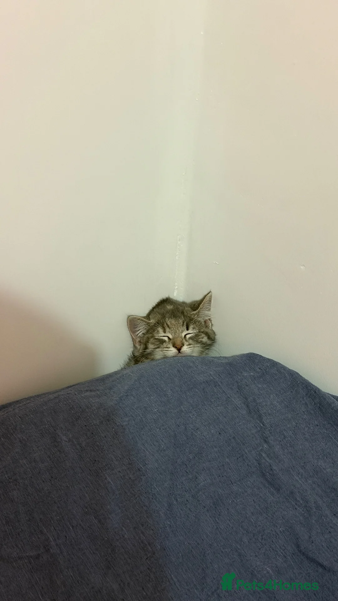 Mixed Breed cats for sale: Finding a New Home for My Kitten in Yeovil - Advert 2