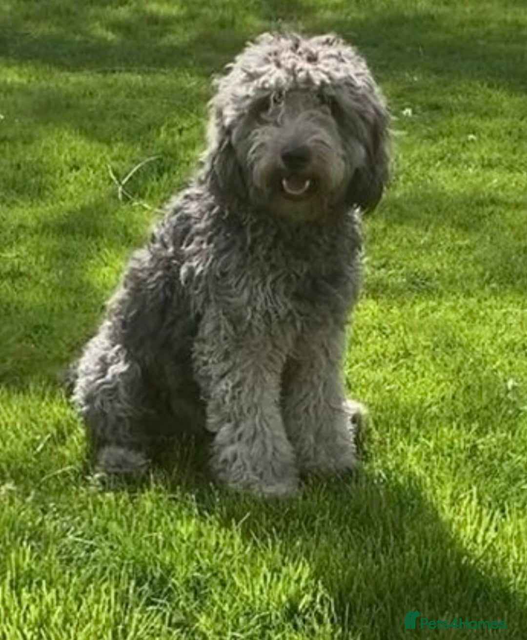 Australian Labradoodle dogs for sale: Australian labradoodles from Annetteslabradoodles  - Advert 6