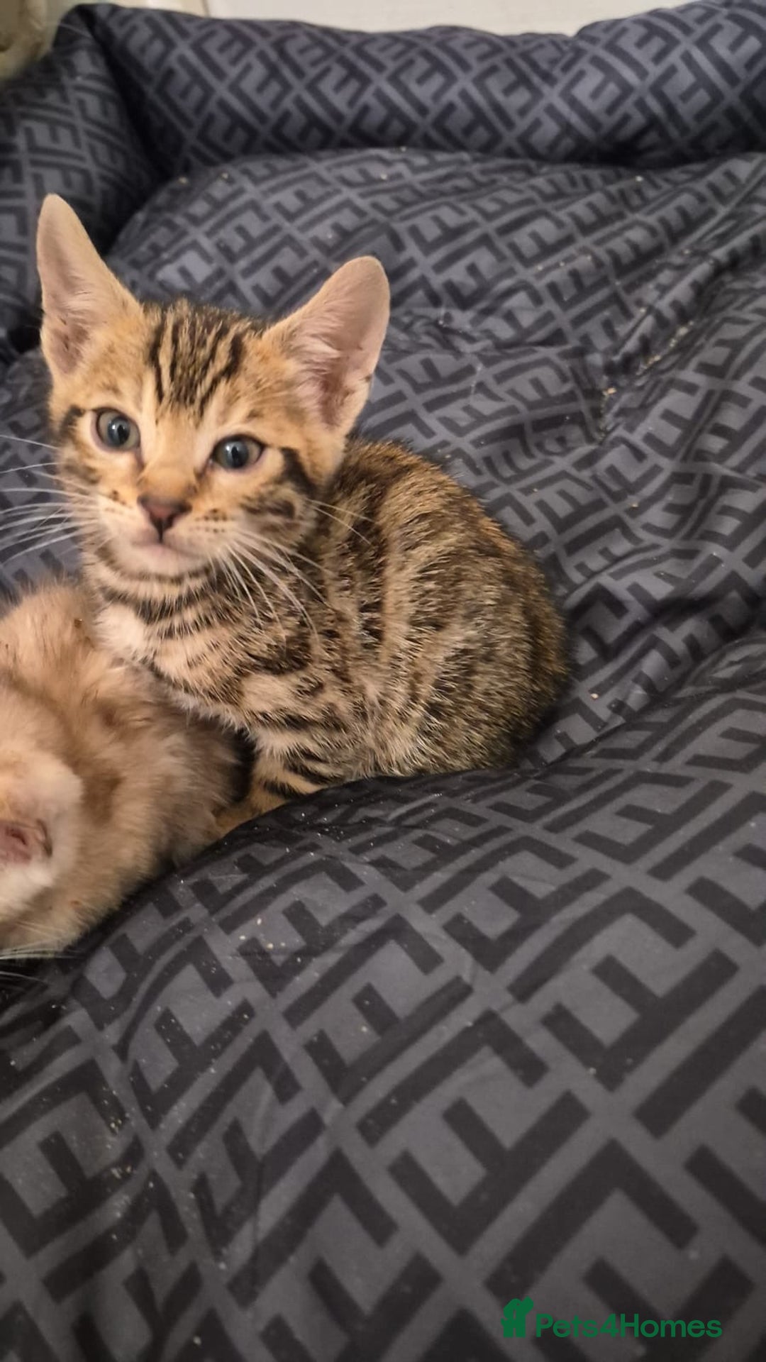 Bengal cats for sale: Beautiful bengal kittens  - Advert 32