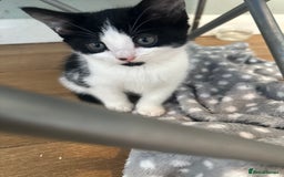 Mixed Breed cats for sale: 2 Kittens for sale[READY TO LEAVE] - Advert 11