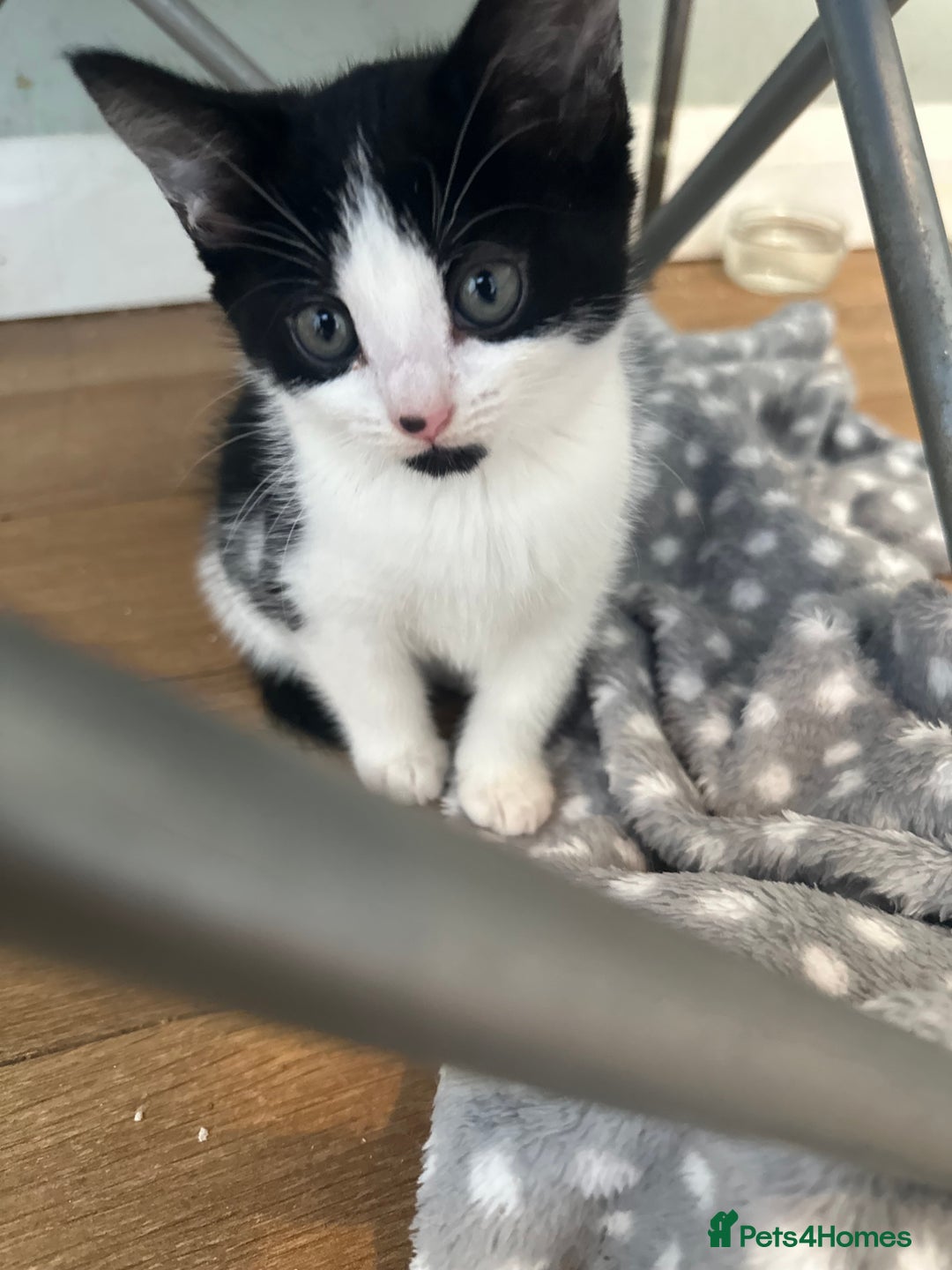 Mixed Breed cats for sale: 2 Kittens for sale[READY TO LEAVE] - Advert 11