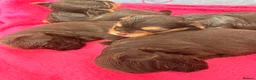 Yorkshire Terrier dogs for sale: Beautiful chocolate Biwer Yorkshire Terrier pupp  - Advert 4