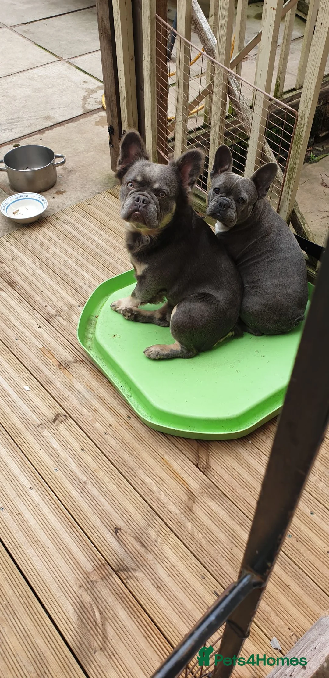 French Bulldog dogs for sale: Frenchies in Leeds - Advert 1