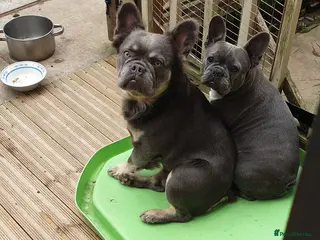 French Bulldog dogs Frenchies - Advert 4