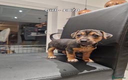 Jack Russell dogs for sale: Pure Jack russell puppies. Ultra-Rare colored.  - Advert 8