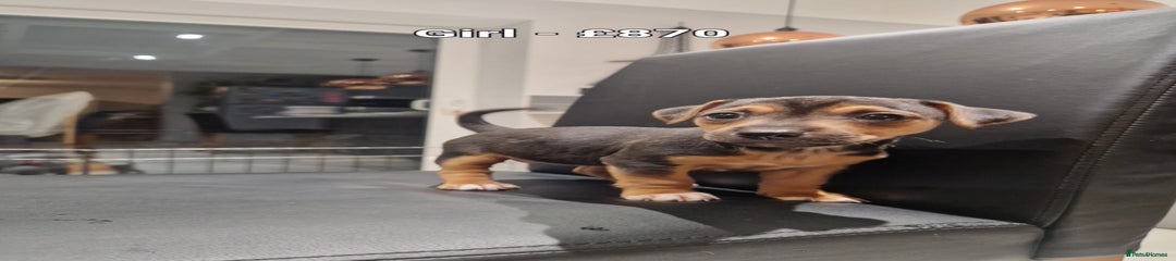 Jack Russell Puppy 1 GALAXY 