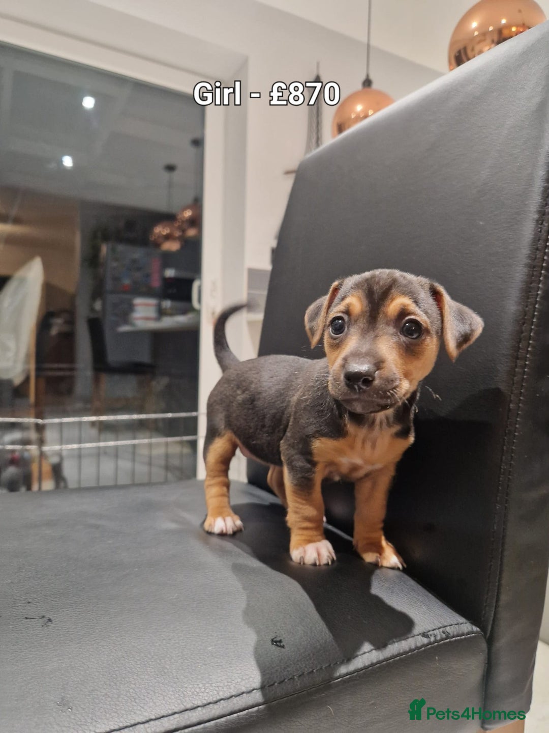 Jack Russell dogs for sale: Pure Jack russell puppies. Ultra-Rare colored.  - Advert 8