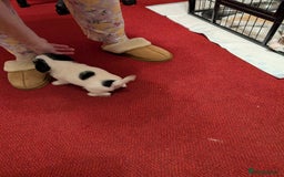 Mixed Breed dogs for sale: Shih Tzu Terrier cross  - Image 4