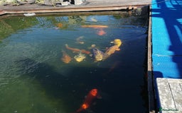 Koi Carp fish for sale: Koi Carp  - Image 9