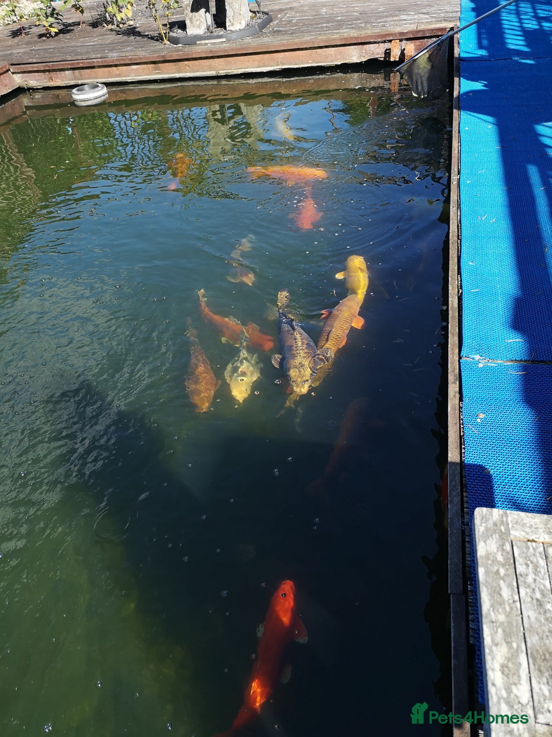 Koi Carp fish for sale: Koi Carp  - Image 9