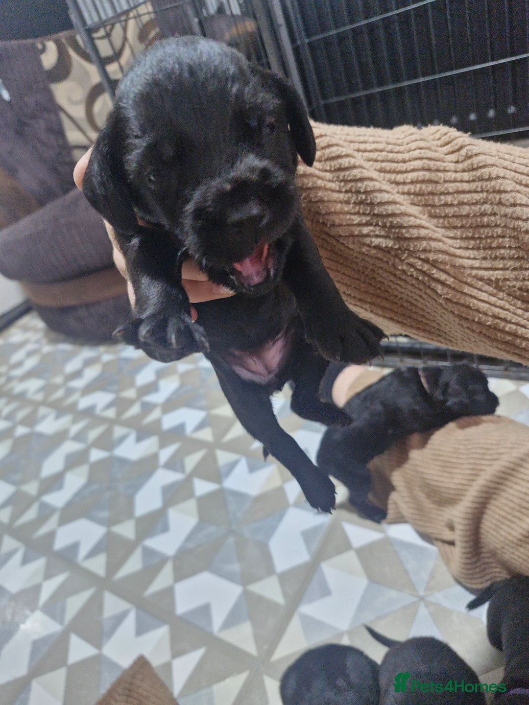 Mixed Breed dogs for sale: Labradoodle x - Image 9