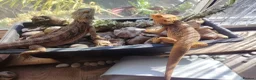 Bearded Dragon reptiles for sale: Baby Bearded Dragons - Advert 4