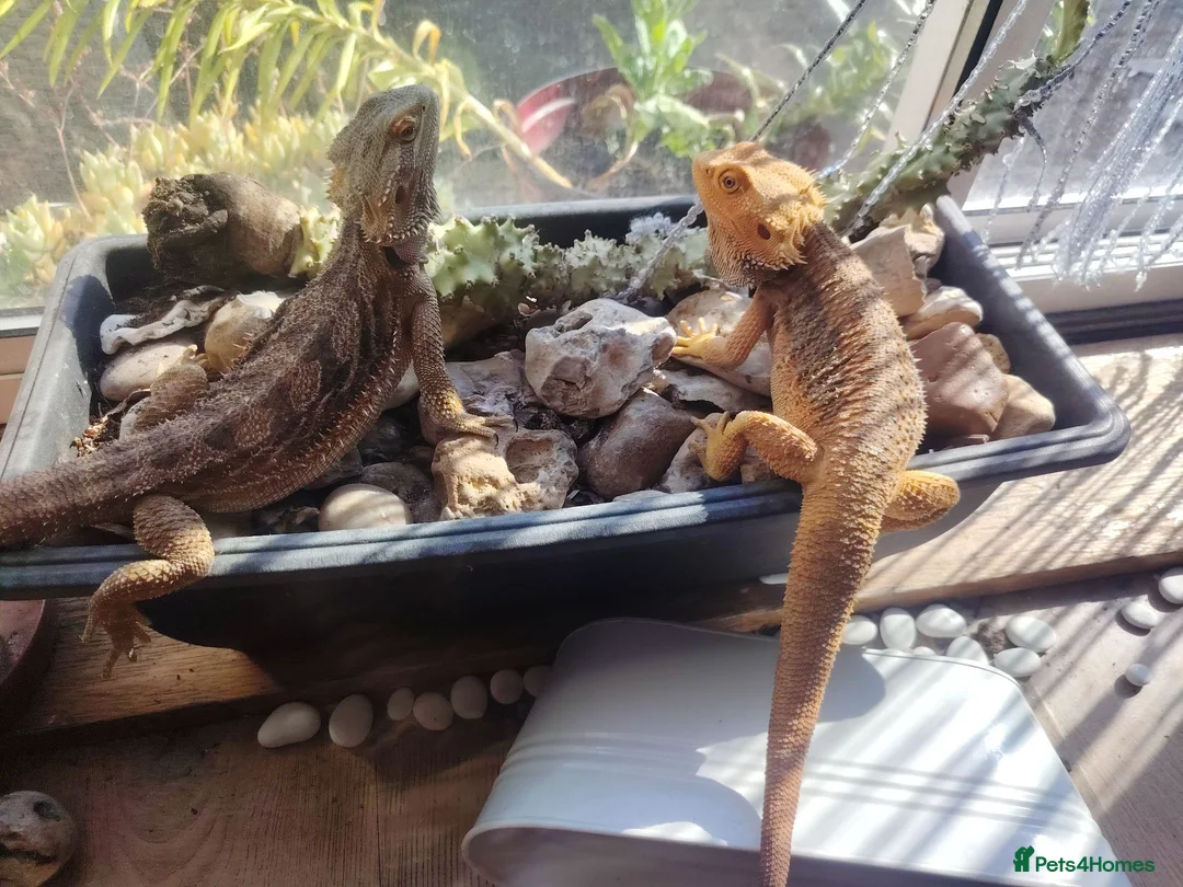 Bearded Dragon reptiles for sale: Baby Bearded Dragons - Advert 4