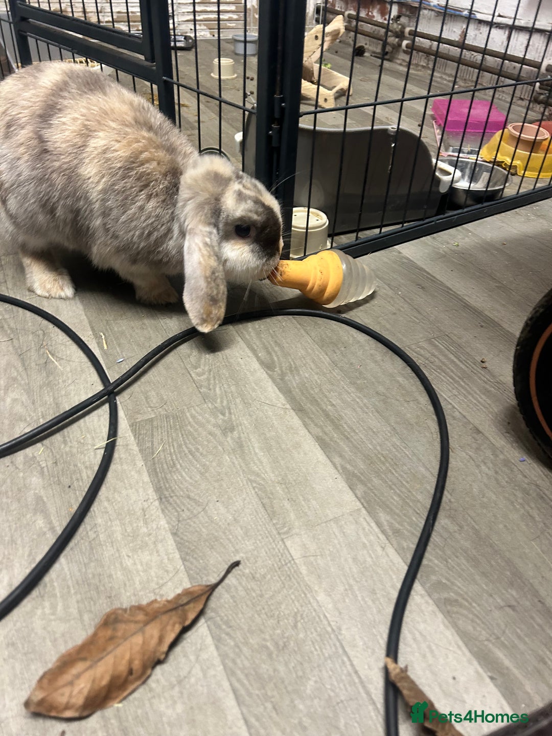 Mini Lop rabbits for sale: 2 mini lop rabbits 1 boy 1 girl  - Image 4