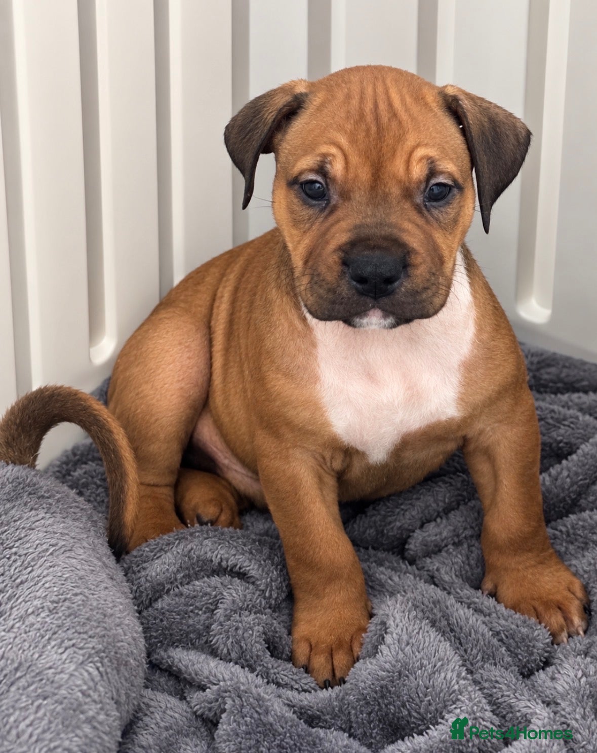 Mixed Breed dogs !Ready to leave!Mastiff x Olde English Buldogge  - Advert 11