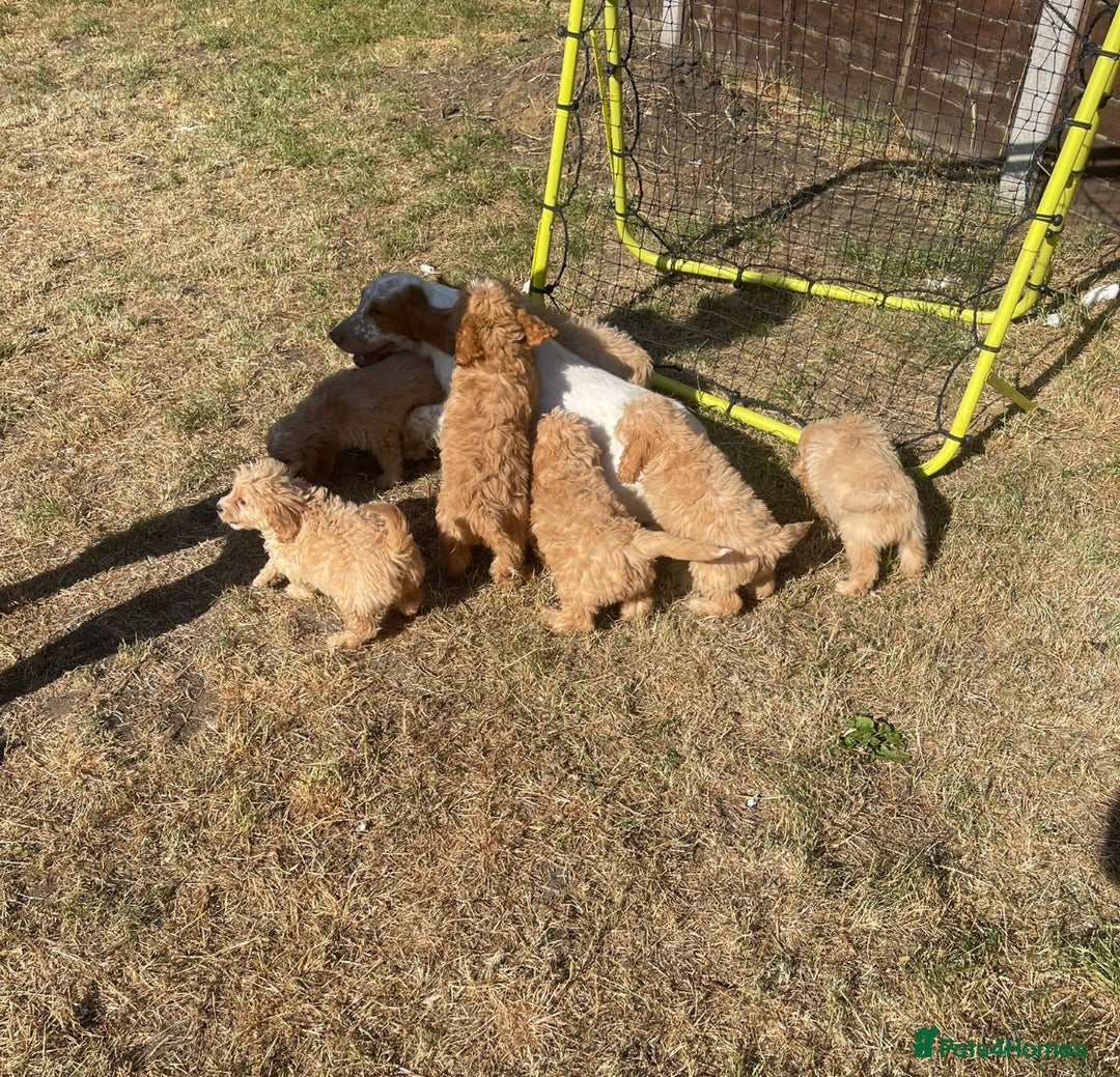 Cockapoo dogs for sale: Cockapoo Puppies - Image 17