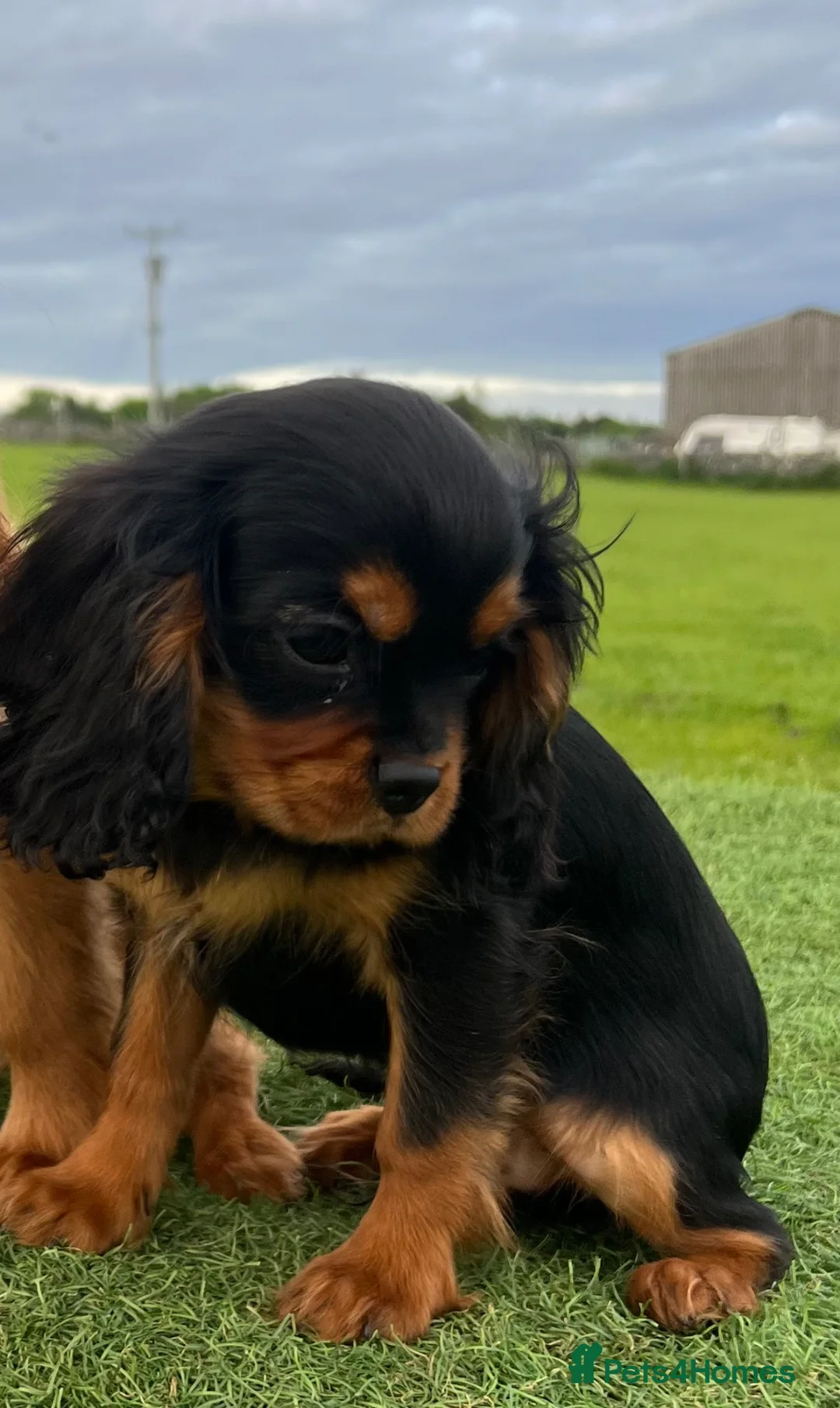 Cavalier King Charles Spaniel dogs for sale: REDUCED Beautiful Cavaleir King Charles puppies  - Advert 2