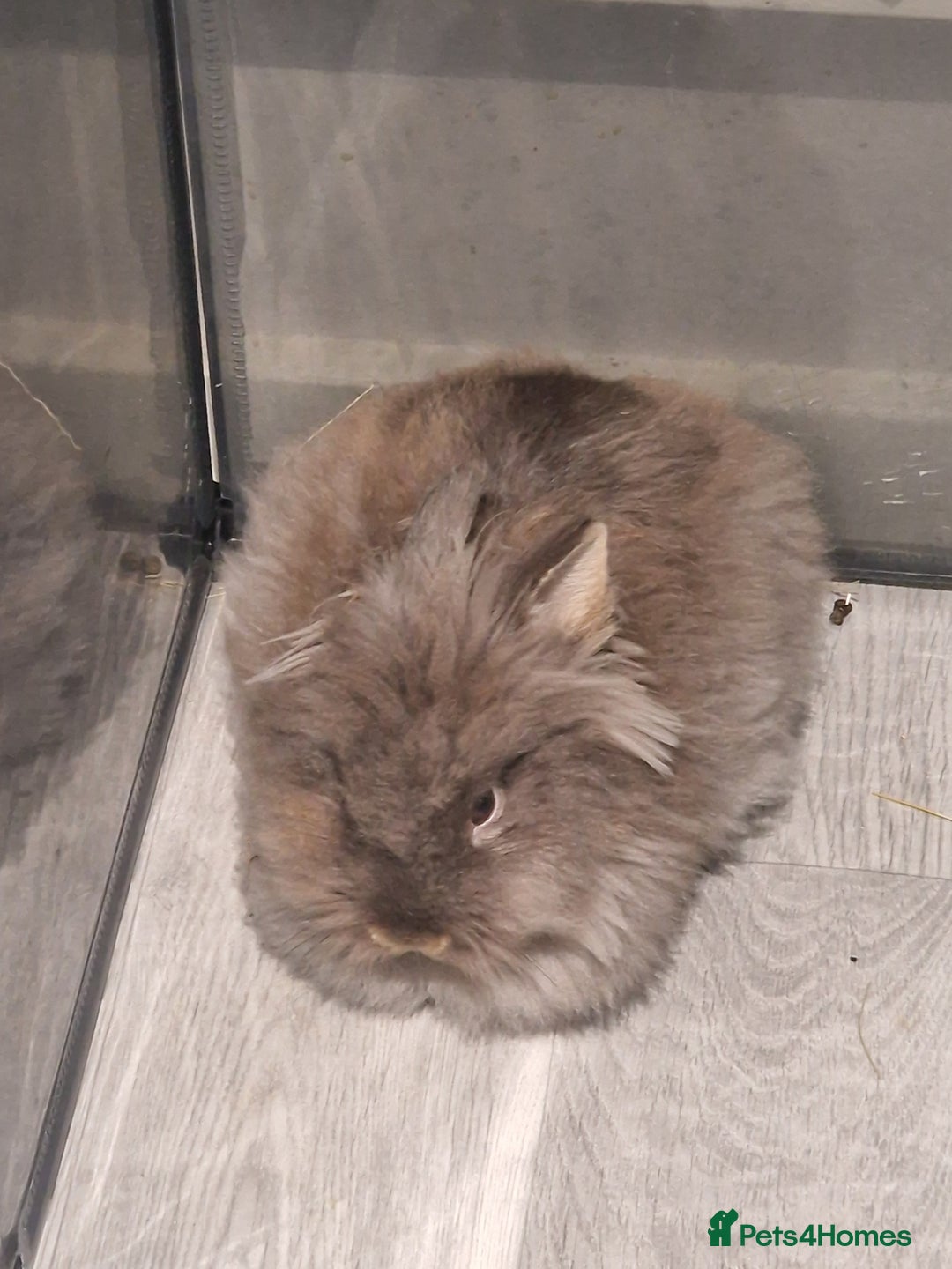Lionhead rabbits for sale: Lionhead mix ( COCO) rabbit - Advert 2