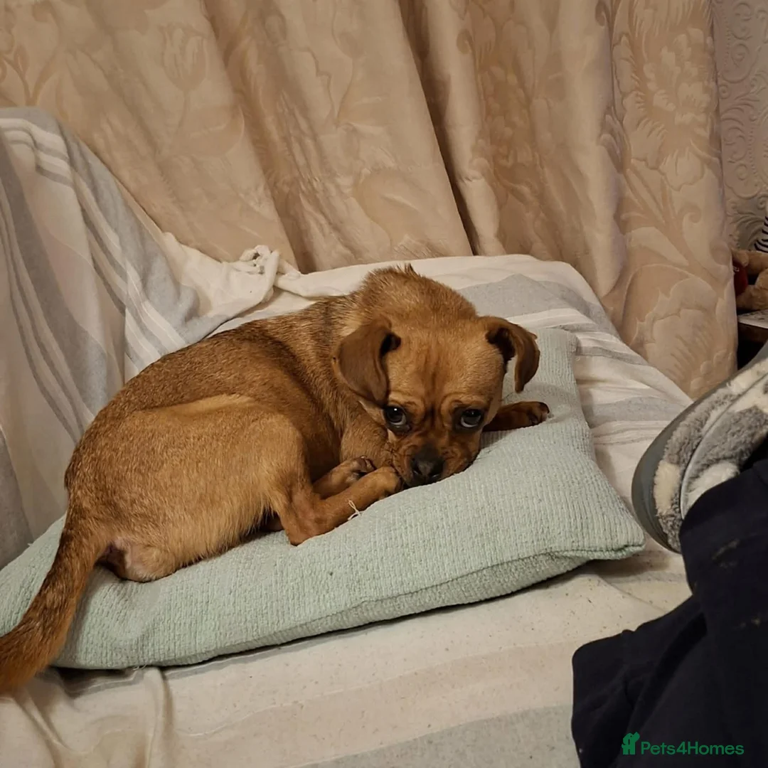 Mixed Breed dogs for adoption: Searcher - Fakenham Norfolk  - Advert 10