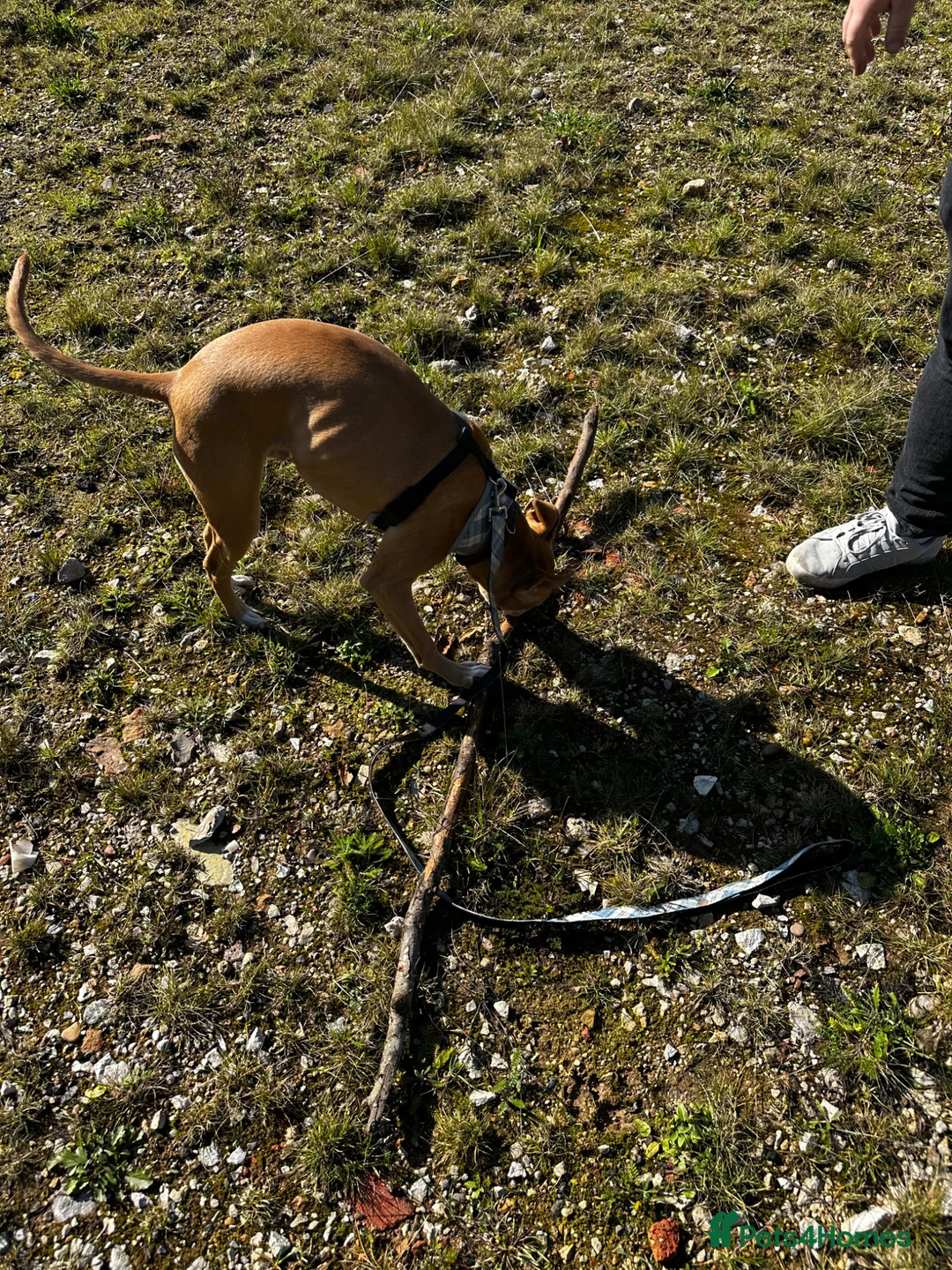 Mixed Breed dogs for sale: Rehome 11 month old greyhound x staffy  - Advert 2