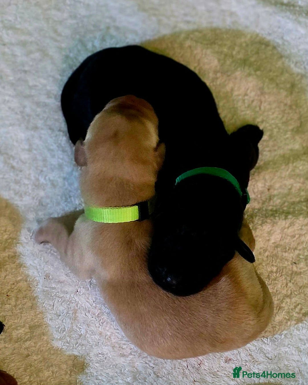 Labrador Retriever dogs for sale: Labrador puppies - Advert 15