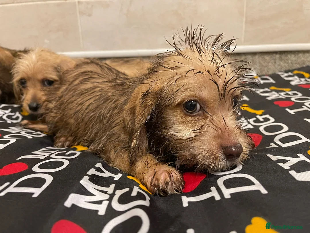 Doxiepoo dogs for sale: Doxiepoos ready for their new forever homes!!! - Advert 10