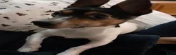Mixed Breed dogs for stud: Arco - Jack Russell/Chihuahua X for Stud in Preston - Advert 12