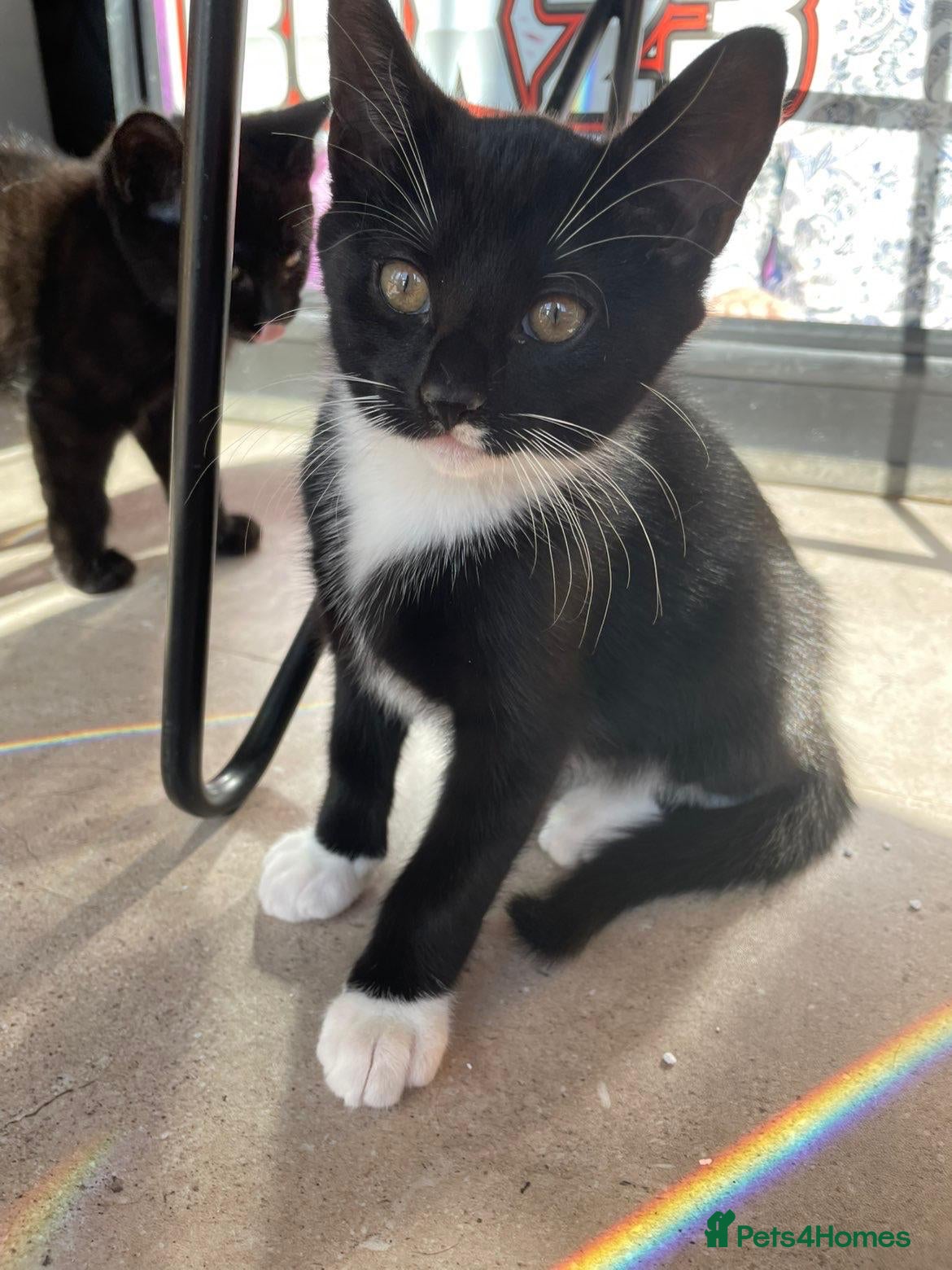 Mixed Breed cats All sold Kittens for sale  - Advert 3