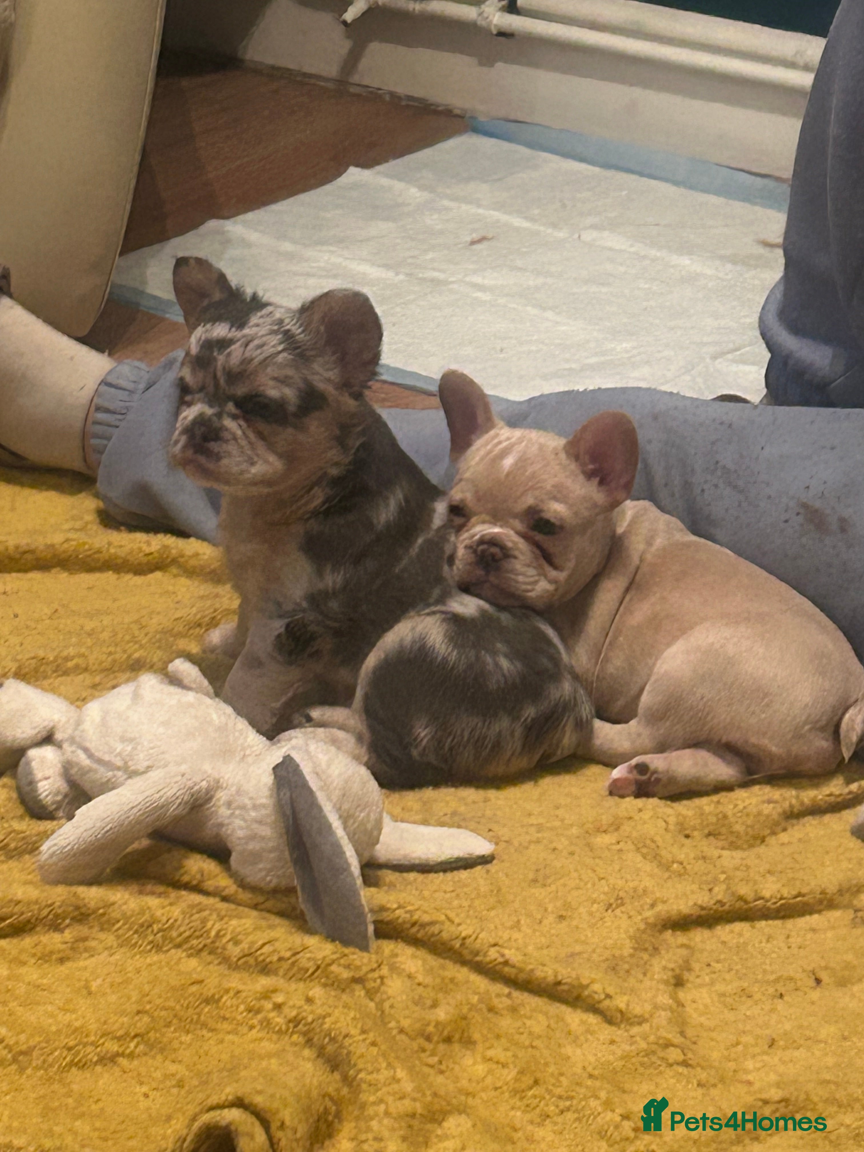 French Bulldog dogs fluffy french bulldogs - Advert 5