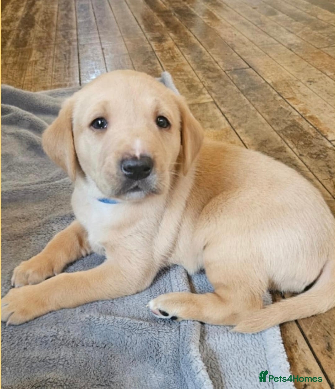 Labrador Retriever dogs for sale: Labrador retriver black and fox red puppies - Advert 2