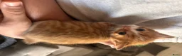 Mixed Breed cats for sale: 5 kittens  in Scunthorpe - Advert 7
